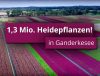 Vorschaubild-Millionen-Heidepflanzen-aus-Ganderkesee-Imagefilm